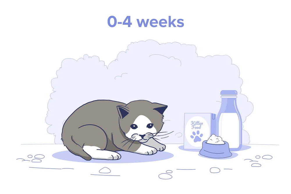 0-4 weeks old kitten