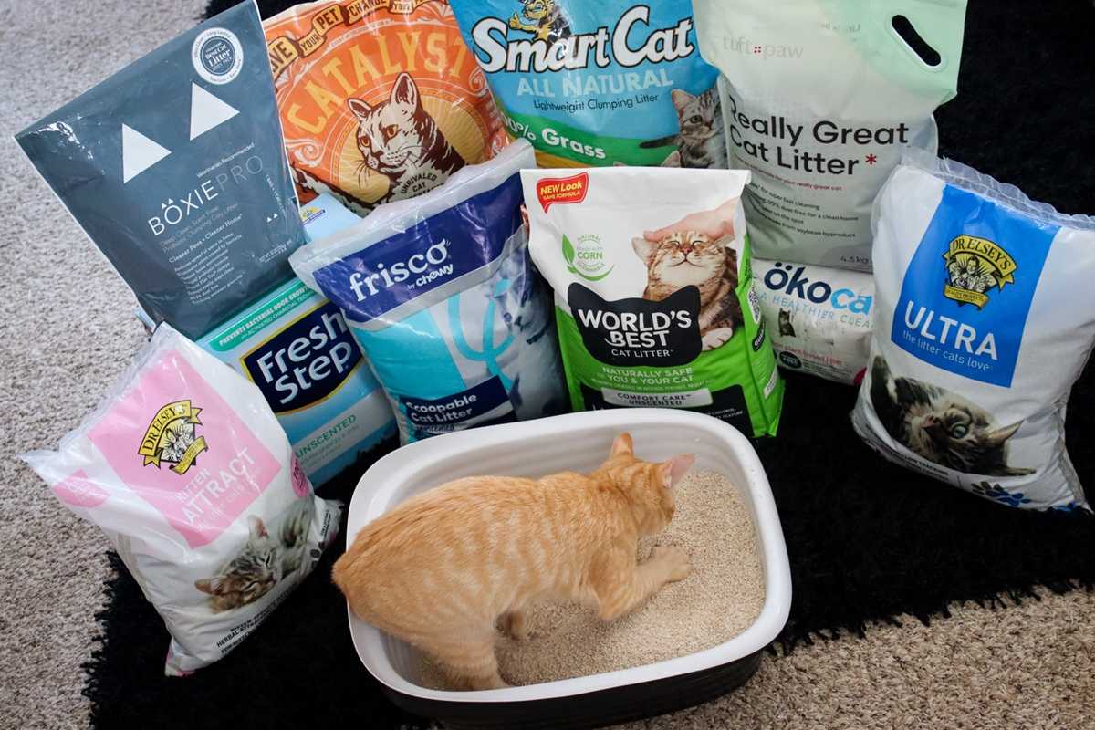 10 Best Clumping Cat Litters