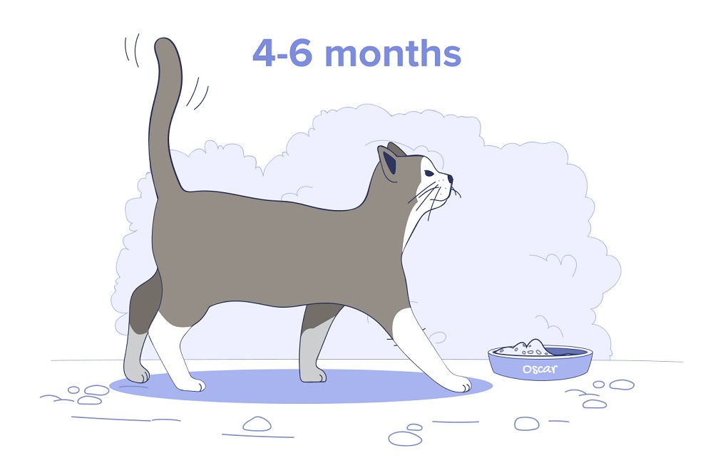 4-6 month old kitten