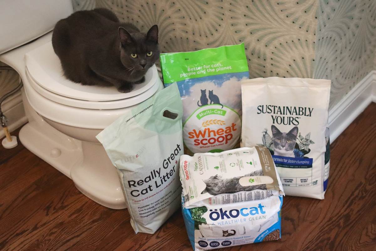 5 Best Flushable Cat Litters Review Roundup 2025