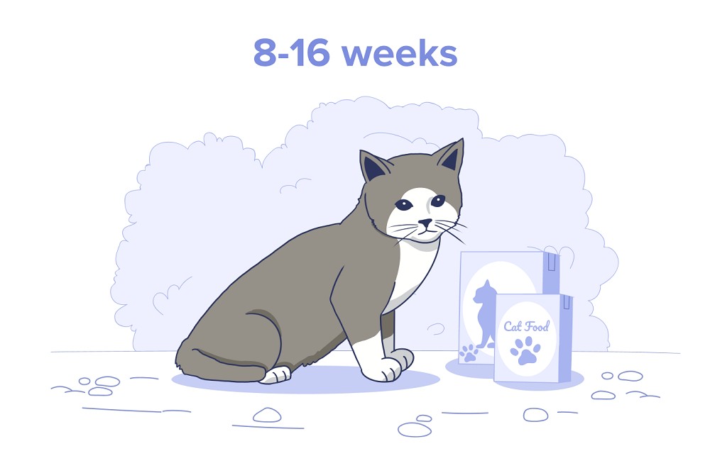 8-16 weeks old kitten