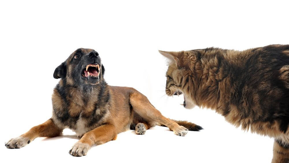 A cat displaying aggression towards a Belgian Malinois dog.