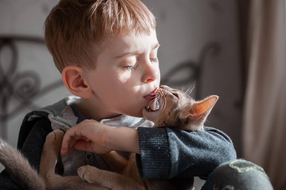 A close-up of an Abyssinian kitten biting a child.