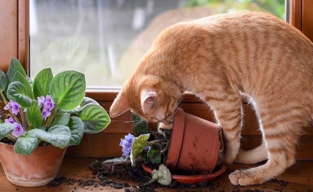 120 Mischievous Cat Names With Meanings