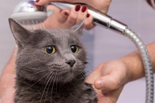 Why Do Cats Hate Water?