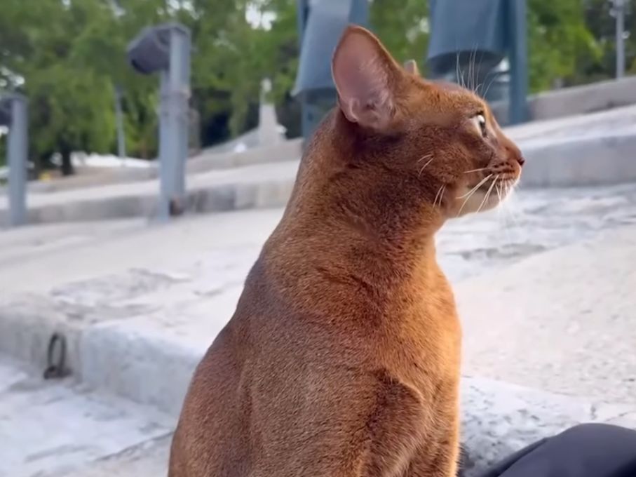 Becoming a celebrity