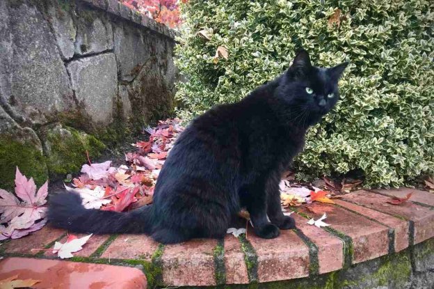 75 Fall-Inspired Cat Names With Meanings for Your Cozy Cat