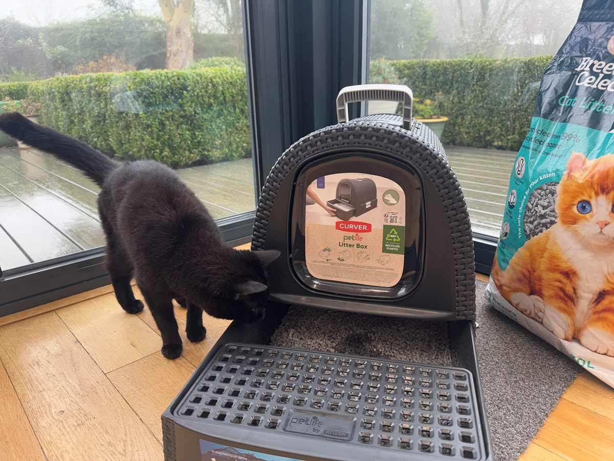 black cat looking inside the litter box