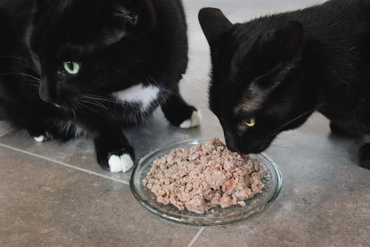 Black Short Hair Cats Eating Feline Natural Chicken & Lamb Feast Pate Wet Canned Cat Food