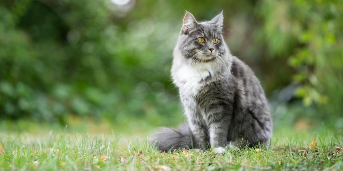blue tabby maine coon cat sitting outdoor