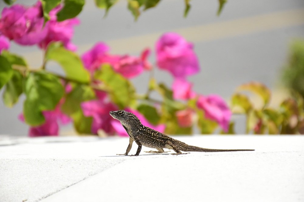 Brown anole lizard on a cement flower box in the sun, in Florida