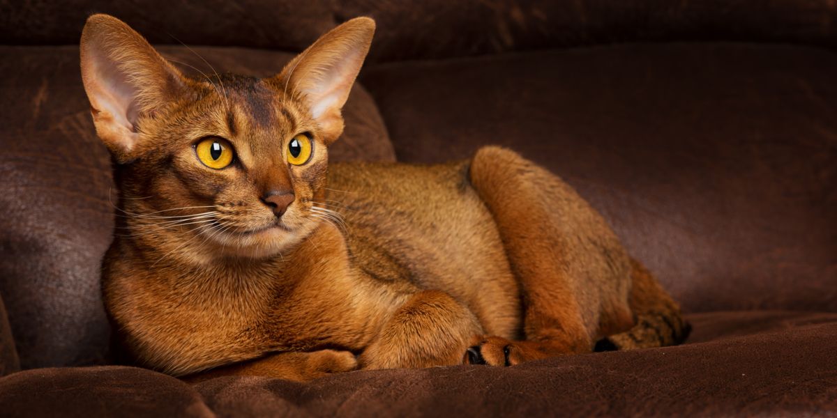 Calm abyssinian cat lying on brown couch