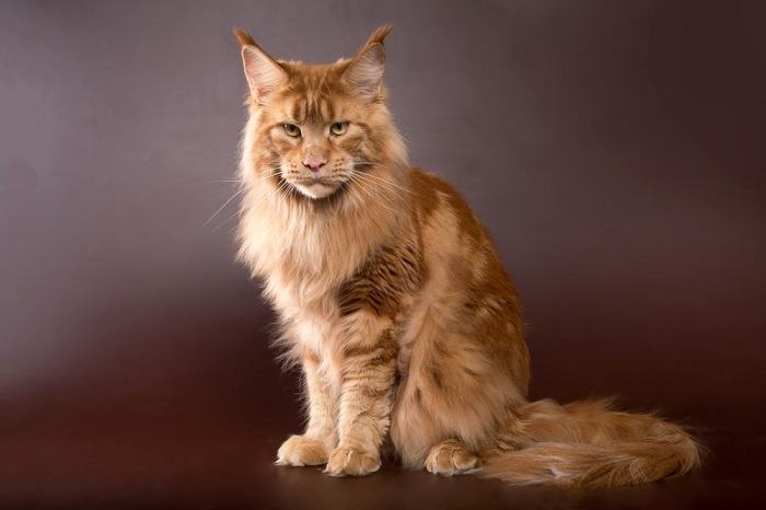 Maine Coon cat on a brown background of red marbled color with yellow eyes