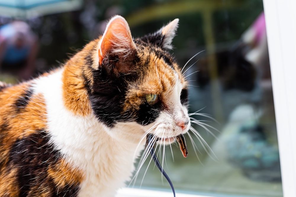 Calico cat with a small lizard in their mouth.
