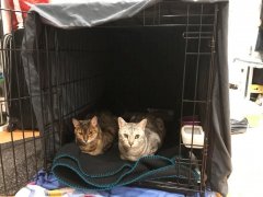 Cassie and Snow inside a metal crate post surgery