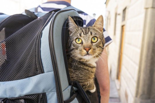 7 Tips on How to Travel Better with Your Cat