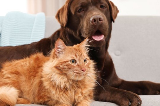 Why Do Cats Live Longer Than Dogs?