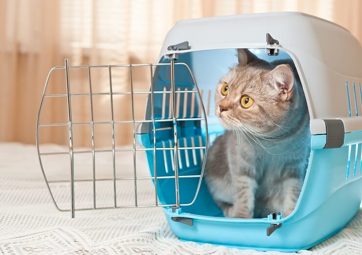 How To Get A Cat Into A Carrier: 6 Steps For Success