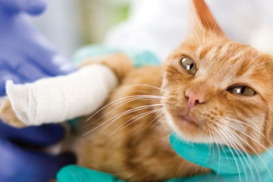 6 Tips for Maximizing Pet Insurance Benefits for Your Cat