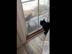 cat meowing at bob cat