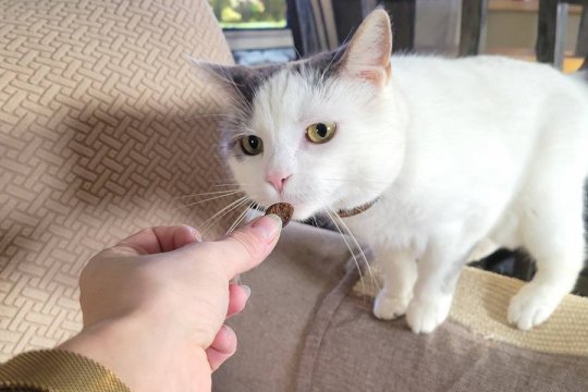 How Many Treats per Day Can You Give a Cat?