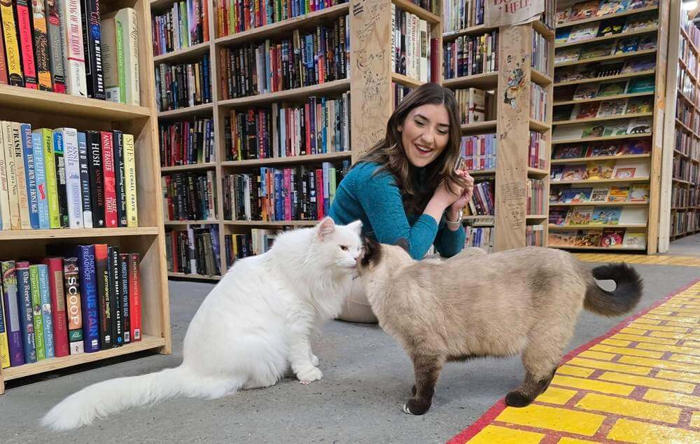 cats of cupboard maker books