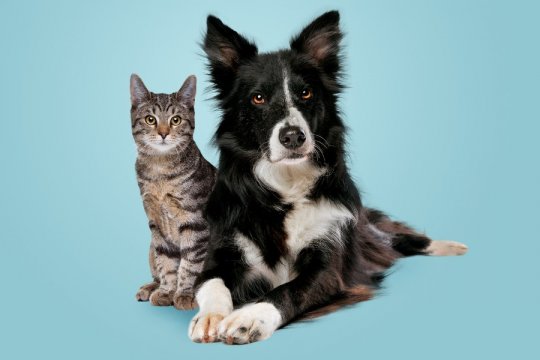 Are Cats Smarter Than Dogs? Scientists May Finally Have the Answer