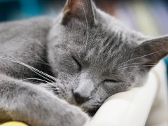 Close Up Grey Short Hair Cat Sleeping Asleep