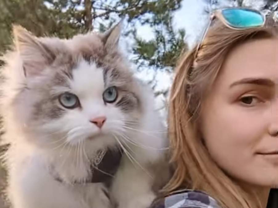 Harness training a cat