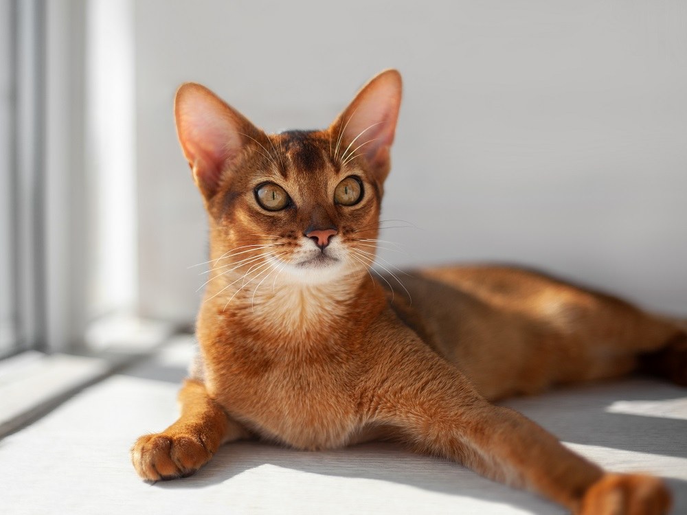 Healthiest cat breeds Abyssinian cat