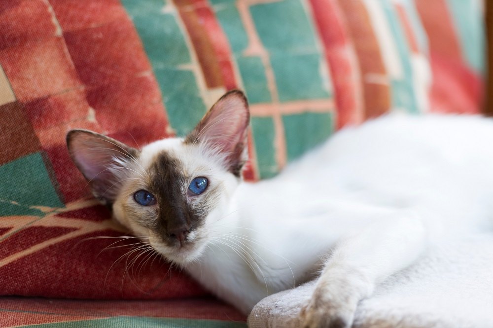 Healthiest cat breeds Balinese cat