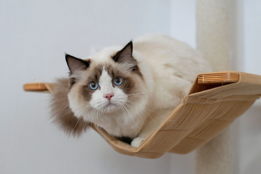 Healthiest cat breeds Ragdoll cat