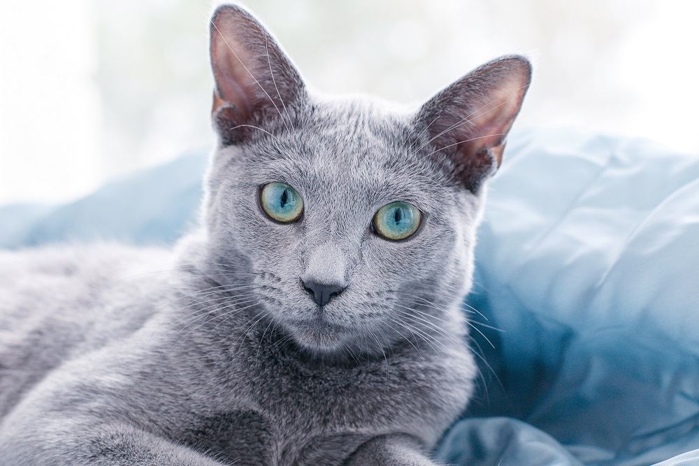 Healthiest cat breeds Russian Blue cat