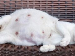 heavily pregnant cat lies on her side