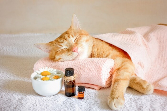 Homeopathy For Cats: What You Need To Know