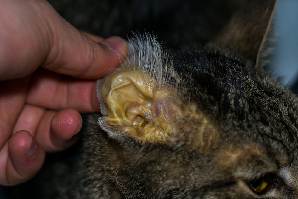 Human hand showing cat ear with jaundice (yellow appearance to skin).
