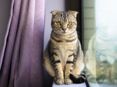 beautiful cat sitting on a window