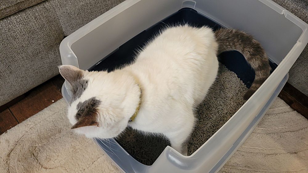 IRIS Large Cat Litter Box with Scatter Shield