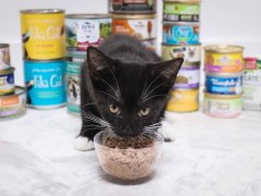 kitten eating wet cat food in front of different cat food brands