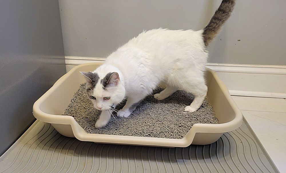 KittyGoHere Senior Cat Litter Box