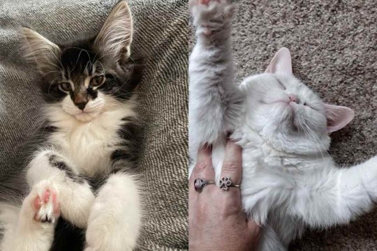 How Cats Choose Their Favorite Person