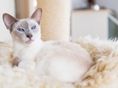 Lilac point Siamese