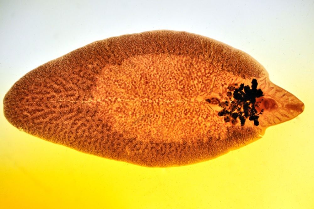 Microscope view of a liver fluke, a football shaped flat brown worm