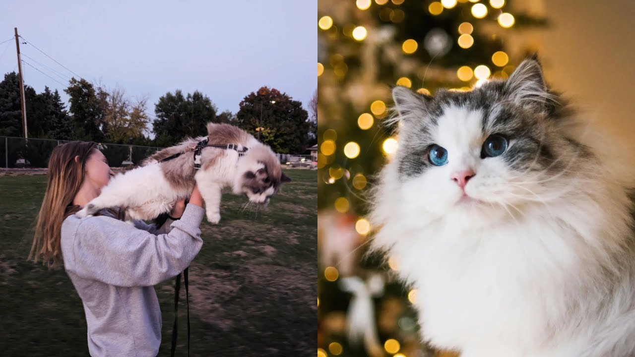 Mika the Cat Drags Her Mom Around the Neighborhood