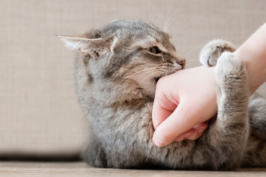 How To Train Your Cat Not To Bite