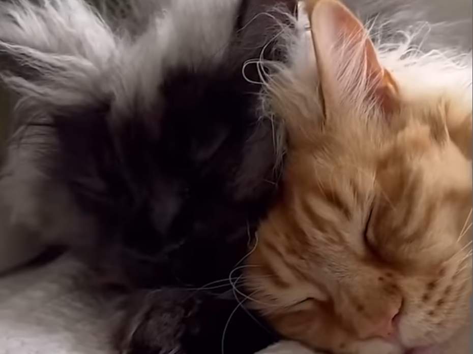 Opposites attract - meeting Tomie