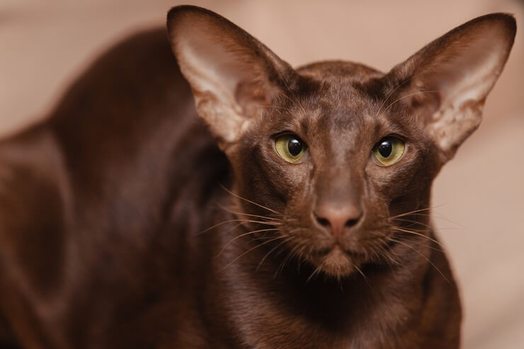 Oriental shorthair chocolate brown kitten lies on a beige background. The animal is looking at the camera.
