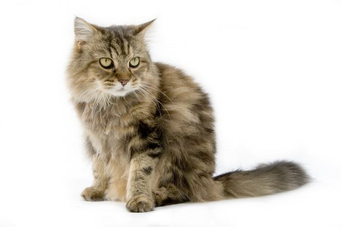 Ragamuffin cat in the studio