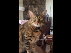rexthebengalsavannah