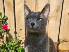 russian blue cat